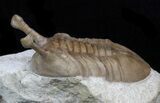 Cute Stalk-Eyed Asaphus Kowalewskii Trilobite - #34430-3